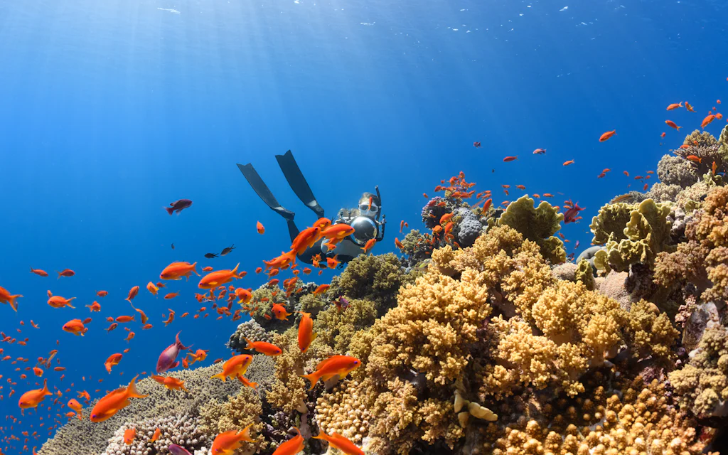 A snorkeler gliding over a colorful coral reef