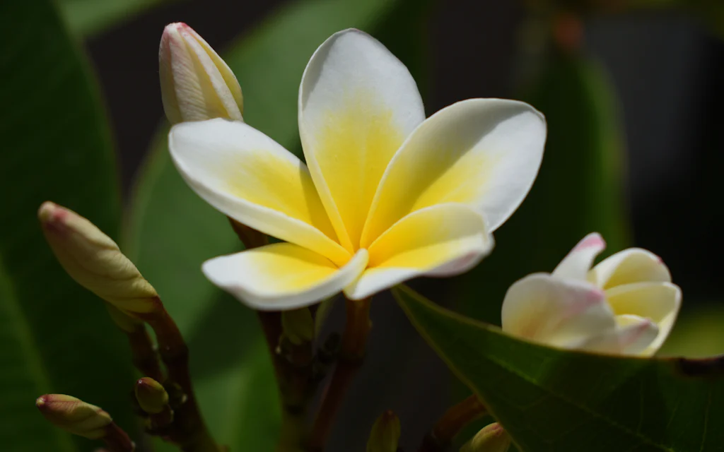 White plumeria flowers with yellow centers, the most iconic Hawaii flower