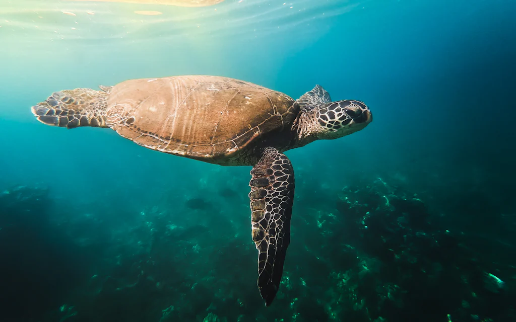 A green sea turtle gliding over the reef, the kind snorkelers see at Honolua Bay