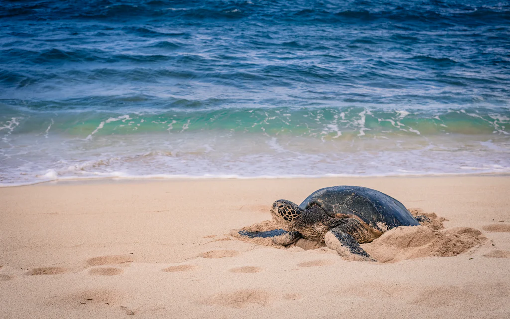 A Hawaiian green sea turtle (honu) resting on the golden sand at Hookipa Beach Maui, the daily late-afternoon scene on the North Shore