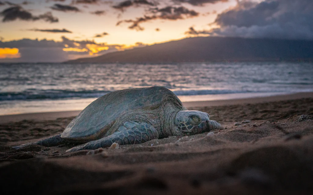 A Hawaiian green sea turtle resting on a Maui beach at sunset, an island across the channel - Kapalua Bay is one of Maui's top turtle coves