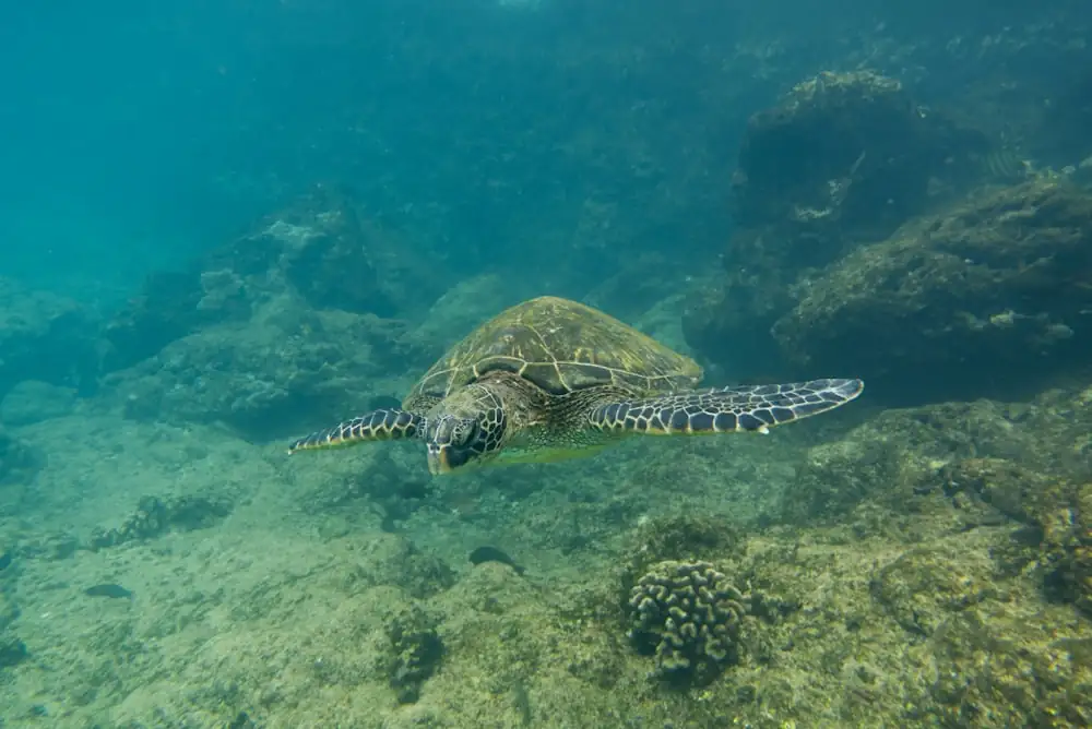 A Hawaiian green sea turtle gliding over the coral reef, the kind snorkelers see at Kapalua Bay