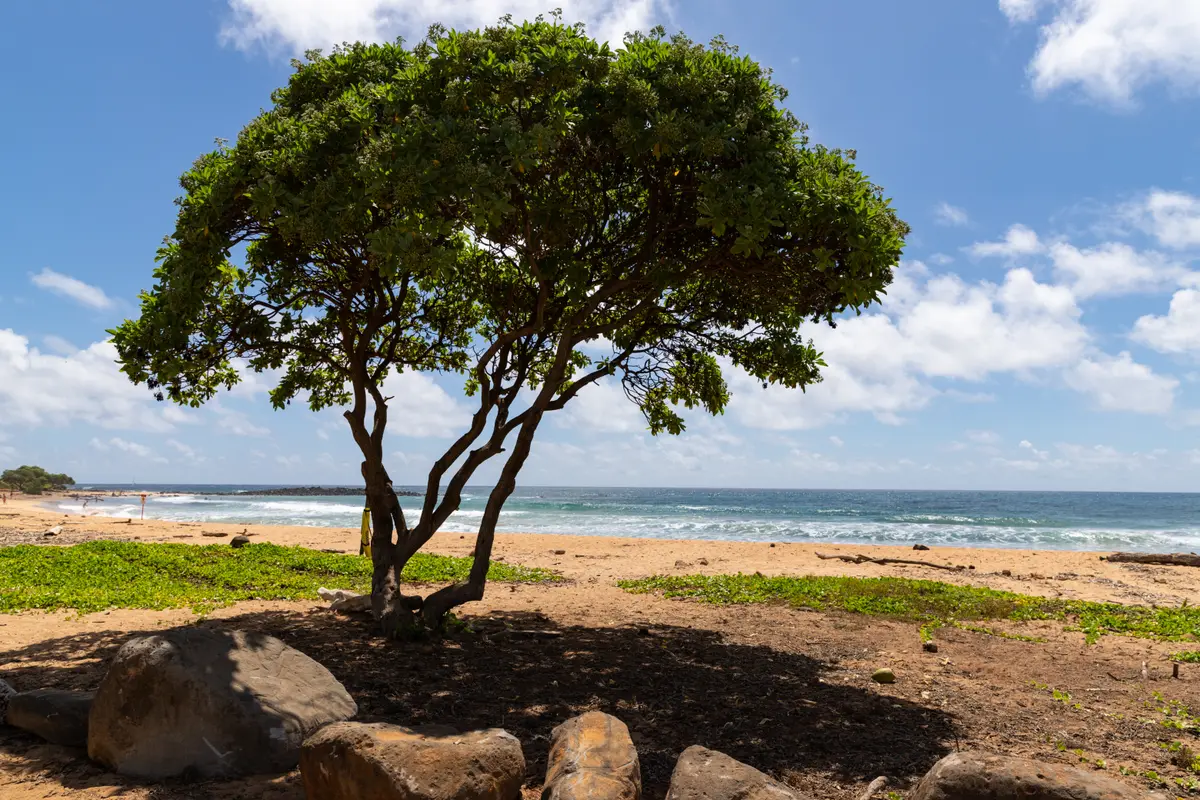 A heliotrope shade tree on Kealia Beach Kauai with the rock jetty behind