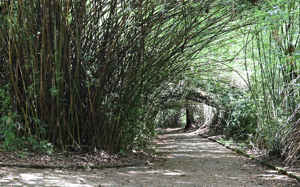 Dirt path winding through a dense bamboo forest like the Lulumahu Falls trail on Oahu