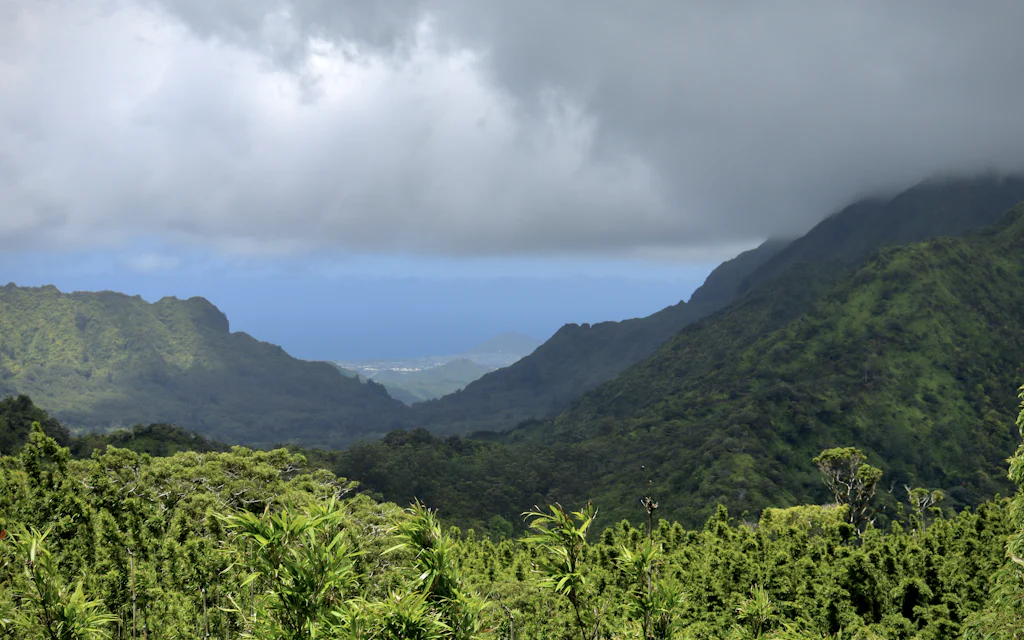 A misty green rainforest valley like the one around Manoa Falls on Oahu