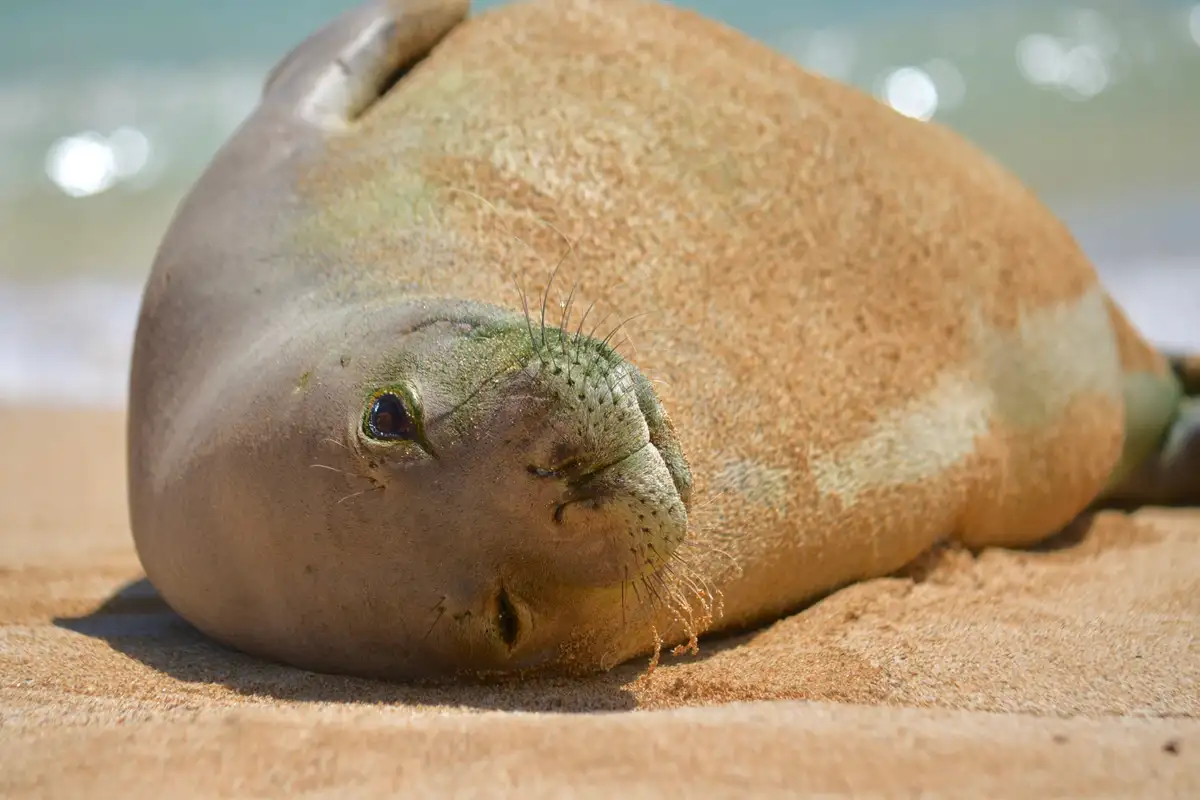 A Hawaiian monk seal resting on the golden sand at Poipu Beach on Kauai