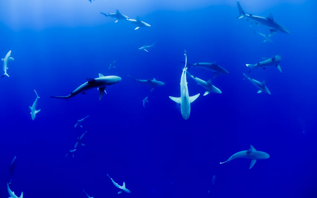 A group of sharks circling in clear open ocean water on an Oahu shark diving tour