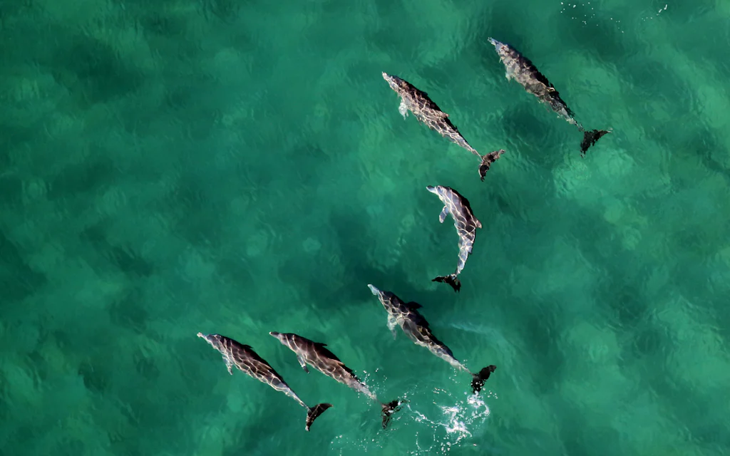 A pod of wild dolphins at the calm ocean surface off the West Coast of Oahu