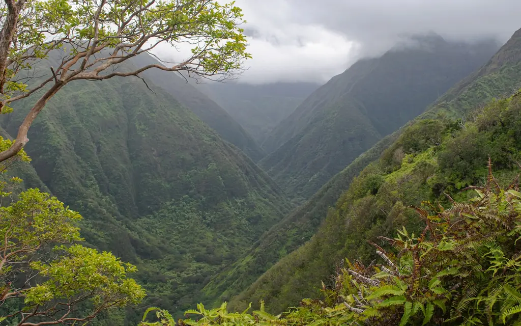 A steep, lush windward valley on East Maui, the kind of watershed whose streams feed coastal pools like Waioka Pond