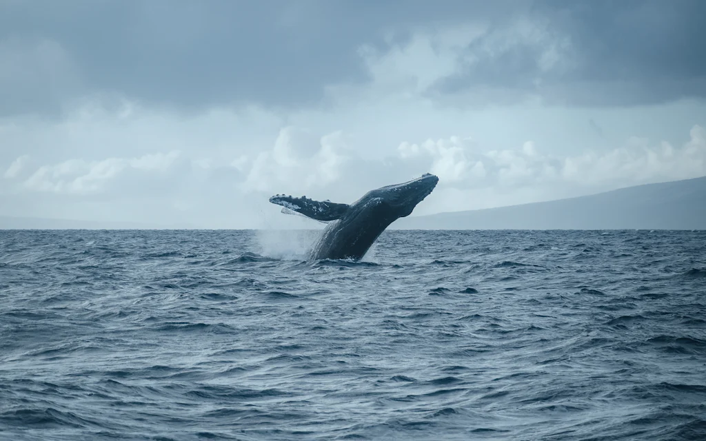 A humpback whale breaching off the coast of Maui