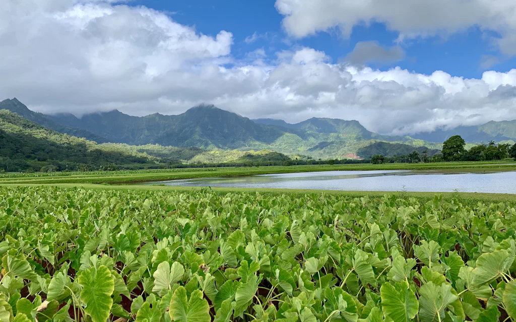 A taro (kalo) field in Hawaii, the source of poi